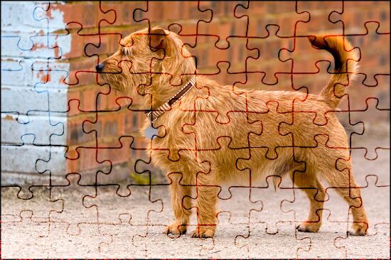 Brown puppy - Jigsaw Puzzle