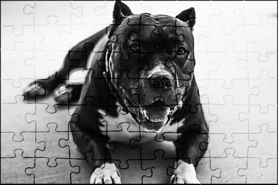 Pitbull, White, Life is Better, White Background (1000 Piece Puzzle, Size  19x27, Challenging Jigsaw Puzzle for Adults and Family, Made in USA)