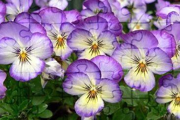 Violets jigsaw puzzle