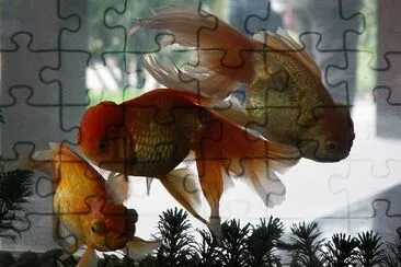 Goldfish (Submitted by Ru Wagner) jigsaw puzzle