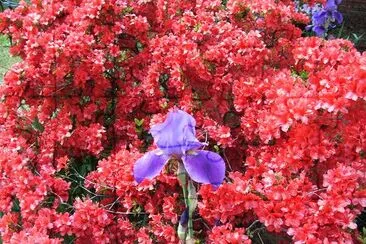 Azalea och Iris (som anlitats av Mike Pierce)