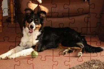 Border Collie (Eingereicht von Linette Cuthbert)