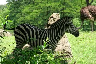 Zebra (Enviado por Christina Daub)