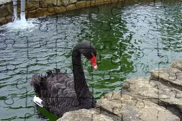 Cisne Negro em Colmar, Bukit Tingii (enviado por Vasanthi Gaitonde)