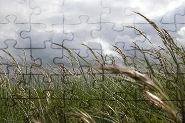 Grass in the wind jigsaw puzzle