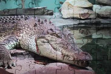 Crocodile jigsaw puzzle