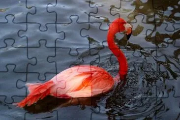 Flamingo jigsaw puzzle