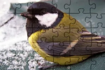 Titmouse bird jigsaw puzzle