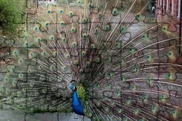 Pavo real