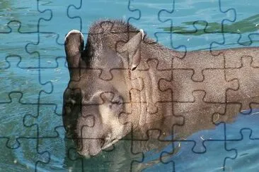 Tapiro