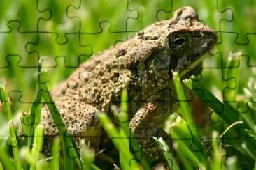 Frog jigsaw puzzle