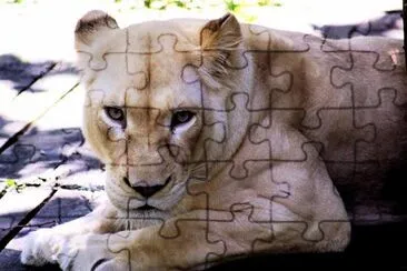 White lion jigsaw puzzle