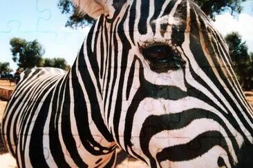 Zebra