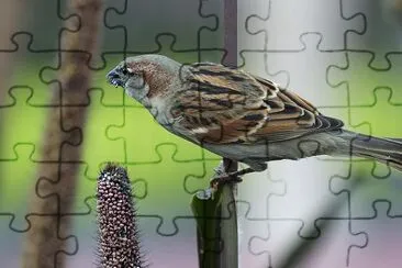 Bird jigsaw puzzle