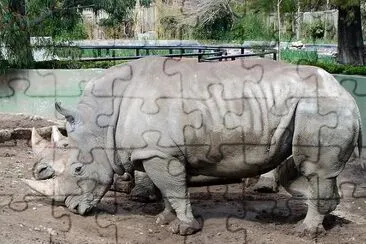 Rhinocerus