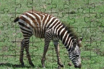 Zebra