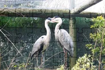 Herons jigsaw puzzle