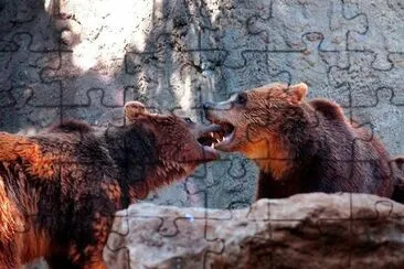 Bears jigsaw puzzle