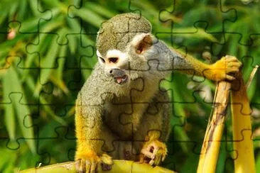 Monkey jigsaw puzzle