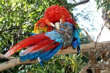 Parrots jigsaw puzzle