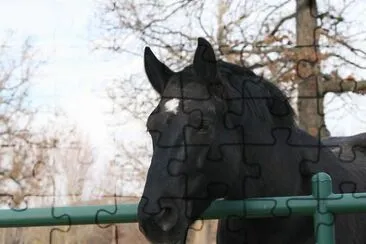 Horse jigsaw puzzle