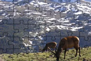 Elk dans la montagne rocheuse