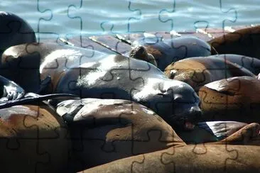 Seal jigsaw puzzle