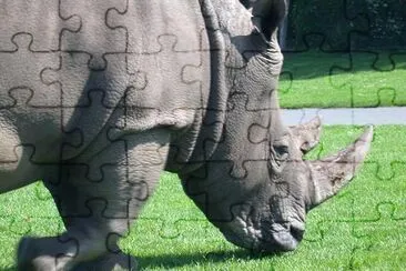 Rhinocerus jigsaw puzzle