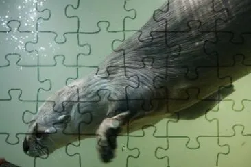 Otter jigsaw puzzle