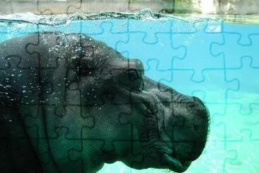 Hippopotamus jigsaw puzzle