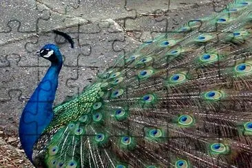 Peacock jigsaw puzzle