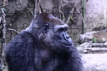 Gorilla jigsaw puzzle