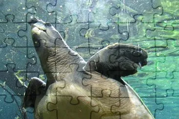 Sea turtle jigsaw puzzle