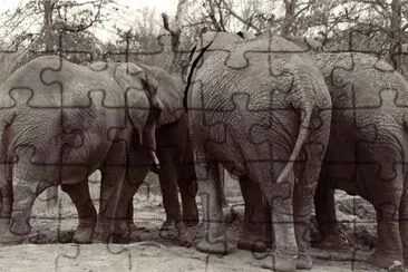 Elephants jigsaw puzzle