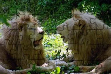 Lions jigsaw puzzle