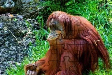 Orangután