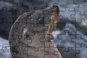 Seal jigsaw puzzle