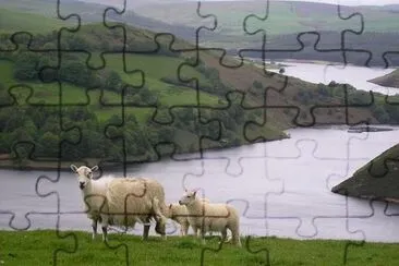 Sheeps jigsaw puzzle