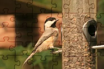 Mangiatoia per uccelli