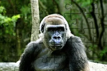 Gorilla jigsaw puzzle