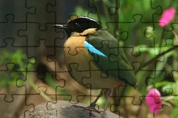 Bird jigsaw puzzle