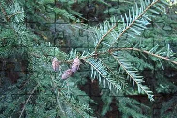 Evergreen tree jigsaw puzzle