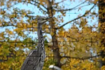 Bird jigsaw puzzle