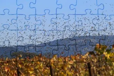 Flock of birds jigsaw puzzle