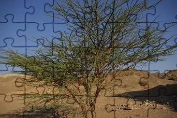 Albero di acacia, Riserva Naturale di Eilat, Israele