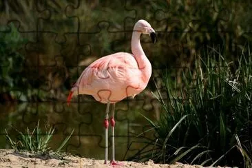 Flamingo