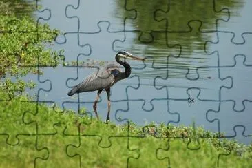 Heron jigsaw puzzle