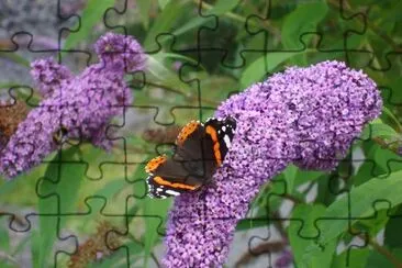 Roter Admiral Schmetterling