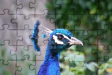 Peacock jigsaw puzzle