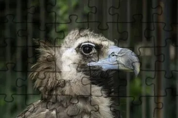 Vulture jigsaw puzzle